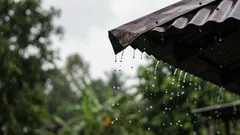 O segredo dos jardineiros experientes: como recolher água da chuva e aumentar a sua colheita