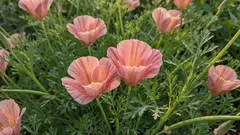 Canteiro de flores de baixa manutenção: flores que se podem semear diretamente no solo